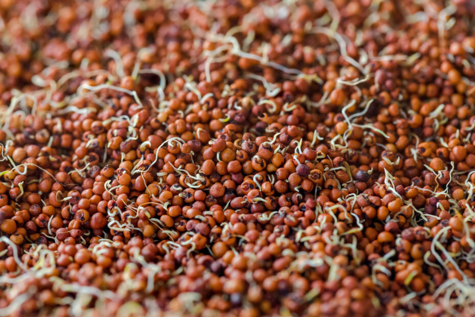 Close-up of sprouted ragi (finger millet) grains showing small white sprouts, highlighting the nutritional boost that makes sprouted ragi flour richer in calcium, iron, and easier to digest than regular ragi.