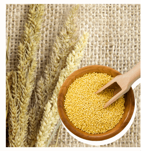 Foxtail millet grains in a wooden bowl with stalks on jute background, a nutritious gluten-free millet.